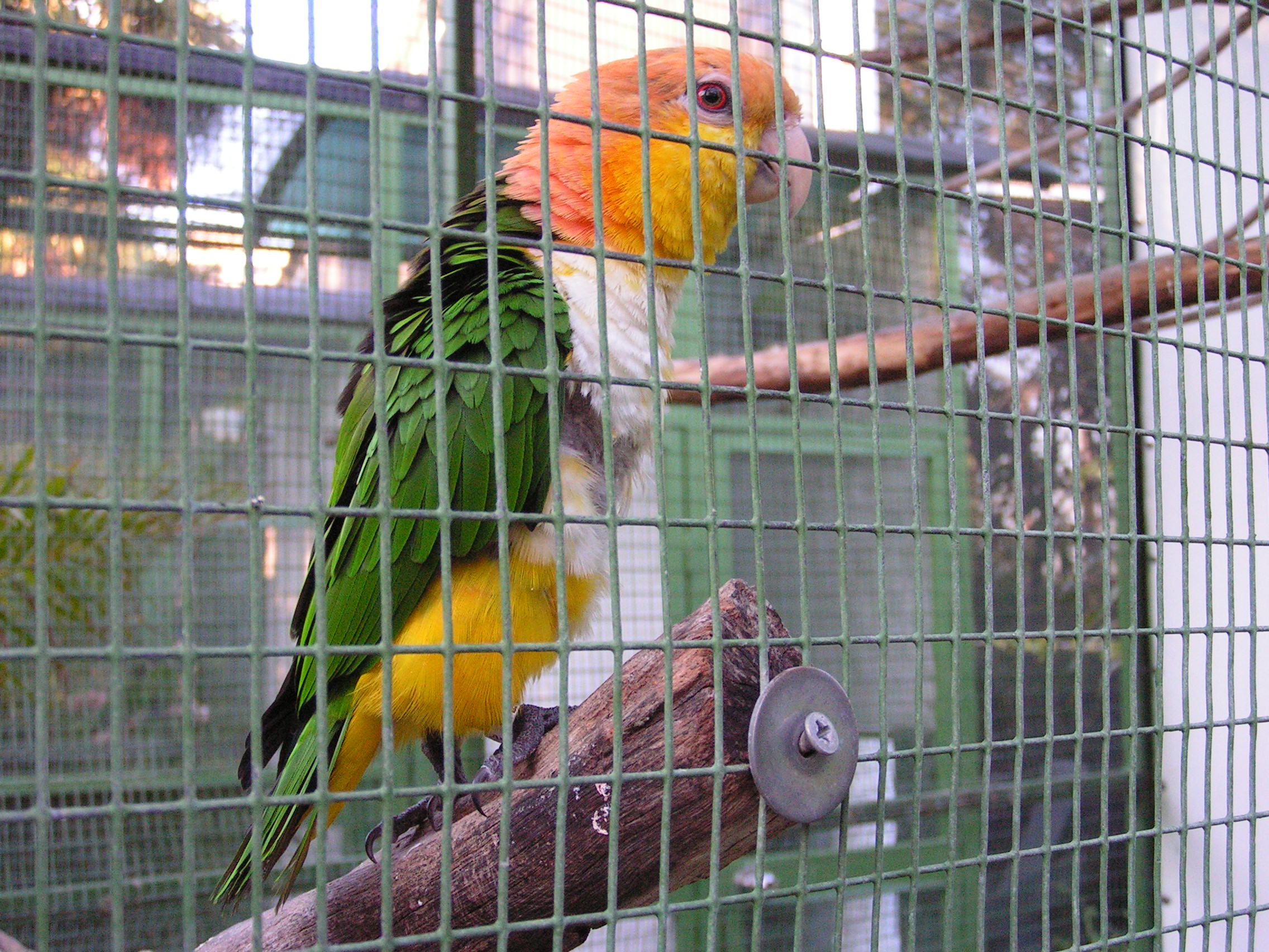 ./2006/Christmas/Parrot Jungle/PICT0024.JPG